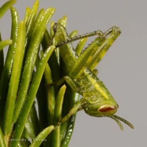 thumbnail for publication: Rosemary Grasshopper Schistocerca ceratiola Hubell and Walker